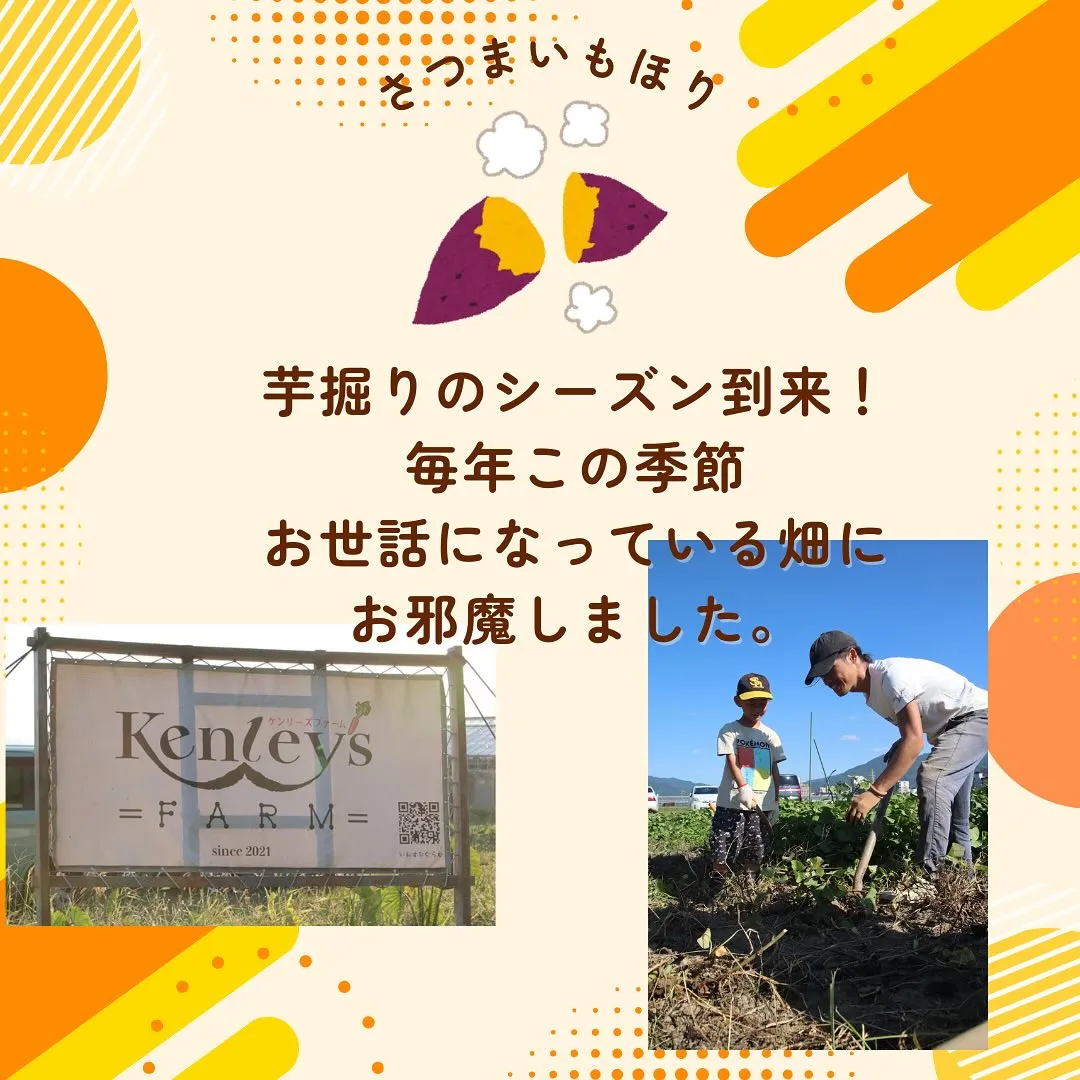 芋掘りのシーズン到来🍠🍠🍠