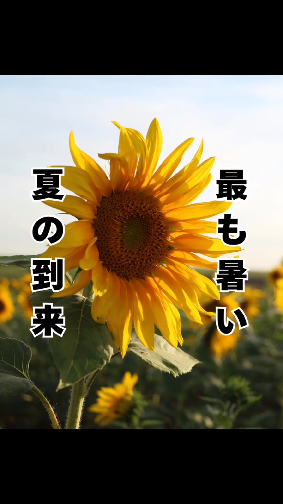 暑中お見舞申し上げます　福岡市南区