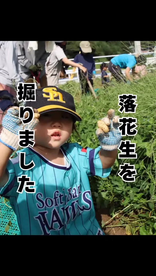 落花生の驚くべき効能　福岡大橋