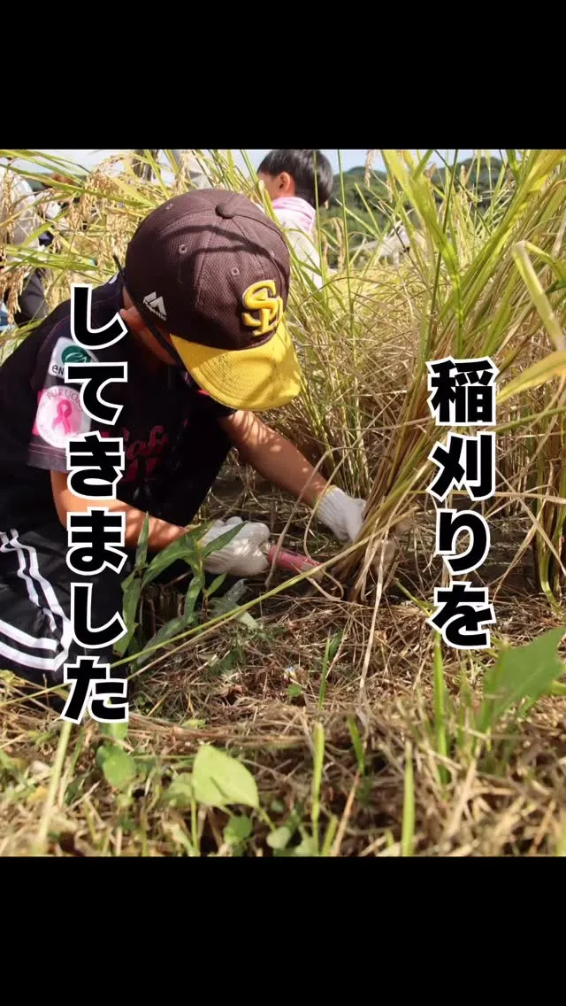 稲刈りから学ぶ現代病　福岡大橋